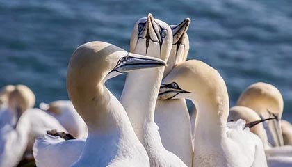 世界杯app下载-澳网奖金同比增长16%创新高，周杰伦和中国大公司添了一把火